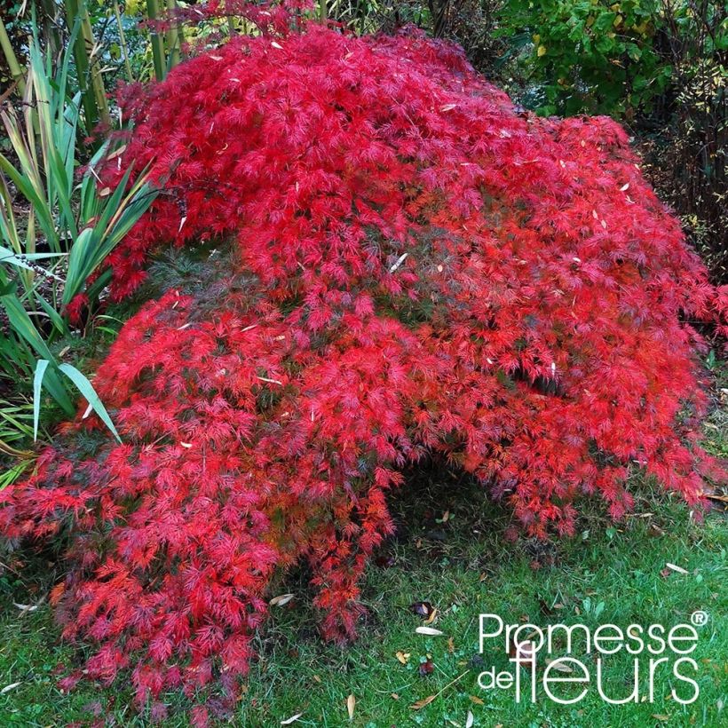 Érable du Japon - Acer palmatum Emerald Lace (Port)