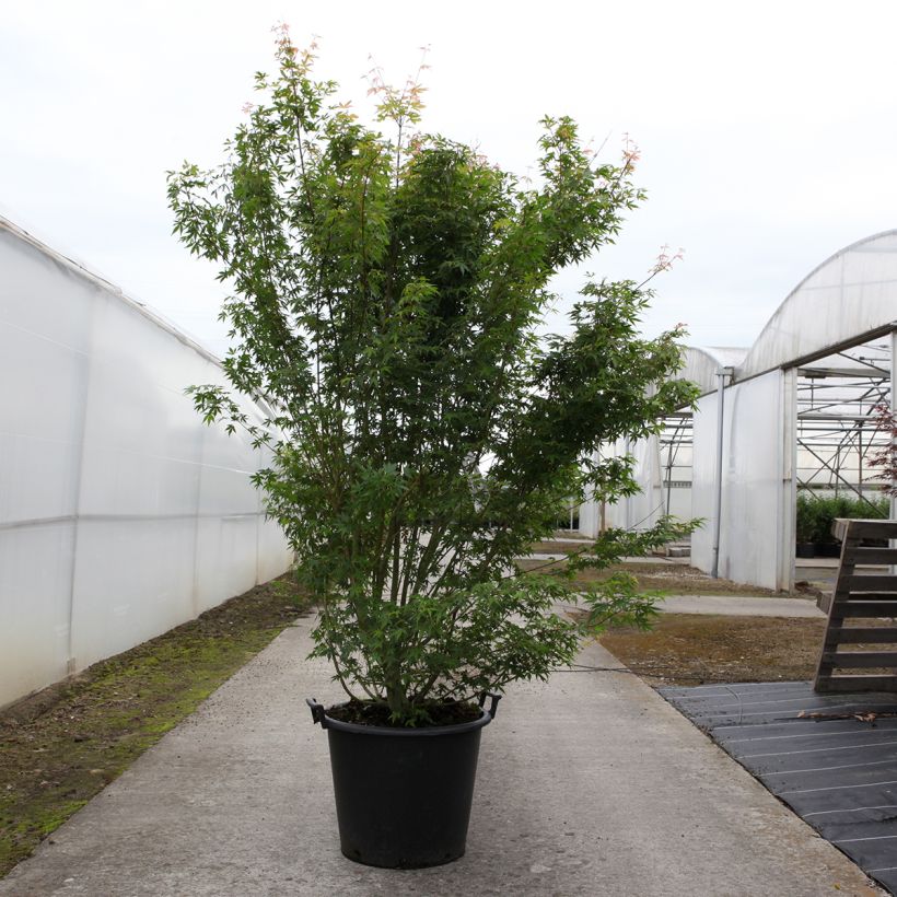 Spécimen de Érable du Japon - Acer palmatum tel que livré au printemps