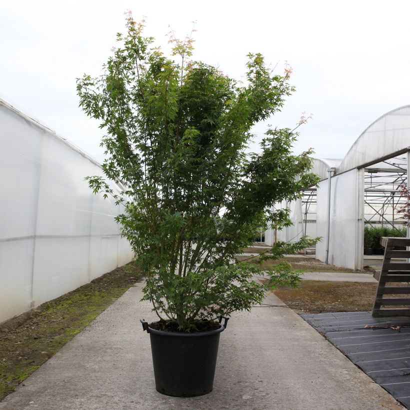 Spécimen de Érable du Japon - Acer palmatum - Pot de 50L tel que livré au printemps
