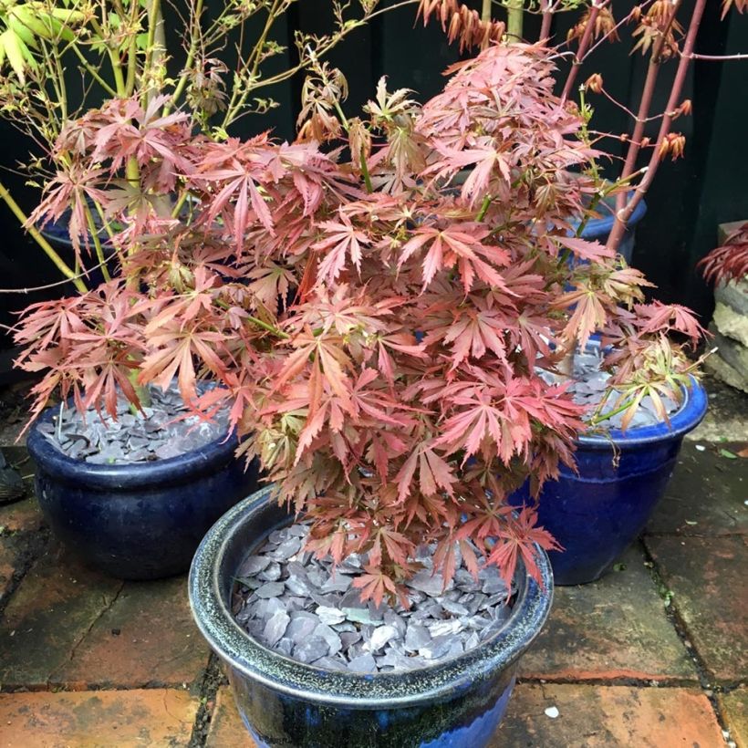 Érable du Japon Jerre Schwartz - Acer palmatum (Port)