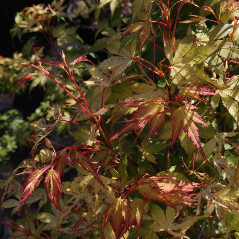 Érable du Japon - Acer palmatum Katsura (Feuillage)