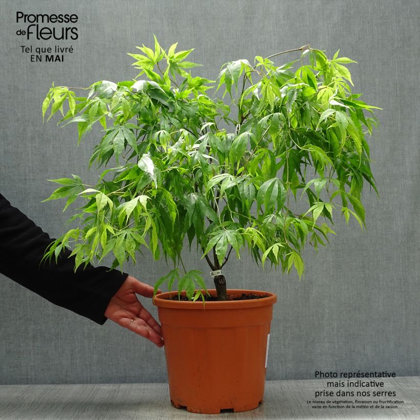 Spécimen de Érable du Japon Koto-No-Ito - Acer palmatum Pot 7,5L / 10L tel que livré au printemps