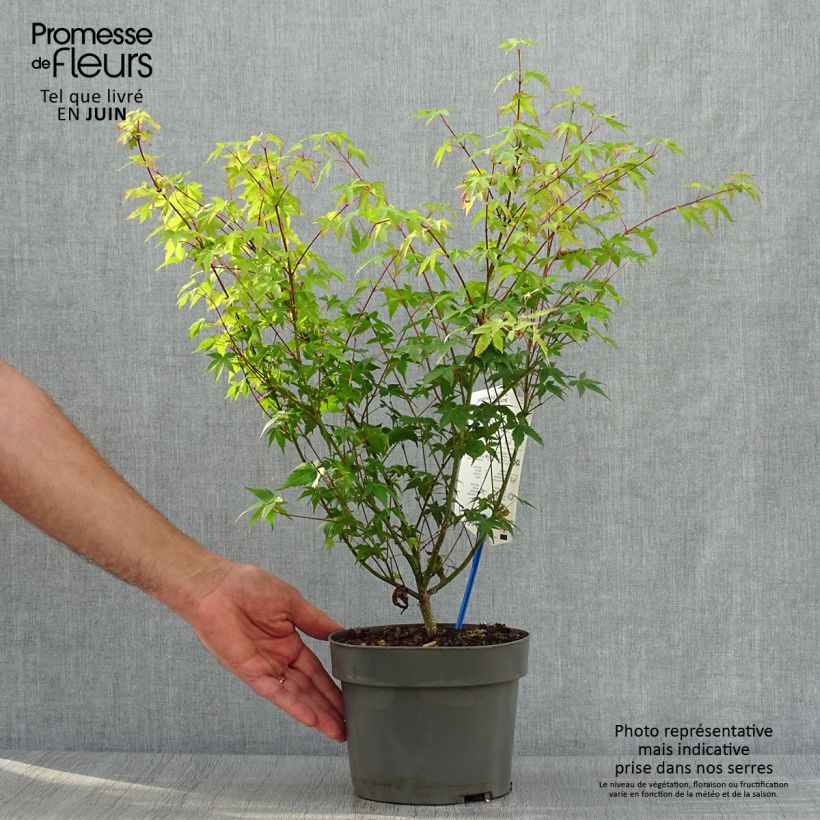 Spécimen de Érable du Japon - Acer palmatum Little Princess Pot de 2L/3L tel que livré en été