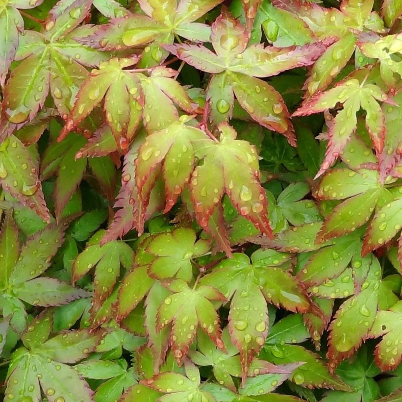 Érable du Japon - Acer palmatum Little Princess (Feuillage)