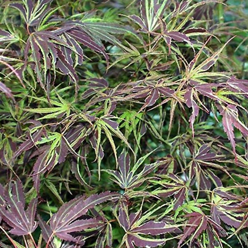 Érable du Japon Manyo-No-Sato - Acer palmatum (Feuillage)