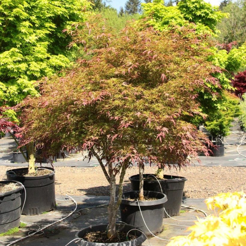 Érable du Japon Manyo-No-Sato - Acer palmatum (Port)