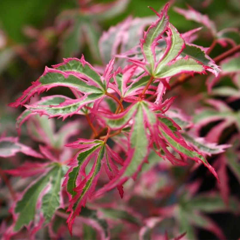 Érable du Japon - Acer palmatum Marlo (Feuillage)