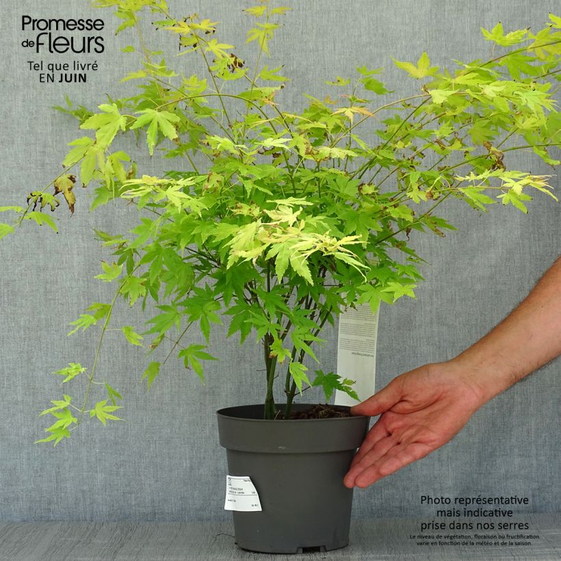 Spécimen de Acer palmatum Orange Dream Pot de 3L/4L tel que livré en été