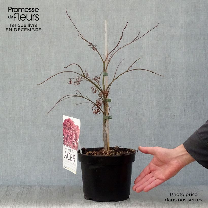 Spécimen de Acer palmatum Orange Dream tel que livré en hiver
