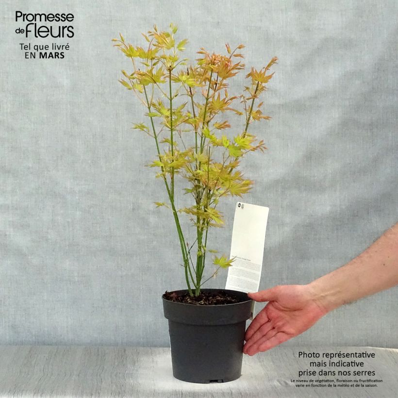 Spécimen de Acer palmatum Orange Dream 3L/4L tel que livré au printemps