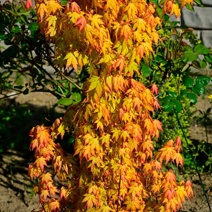 Acer palmatum Orange Dream (Port)