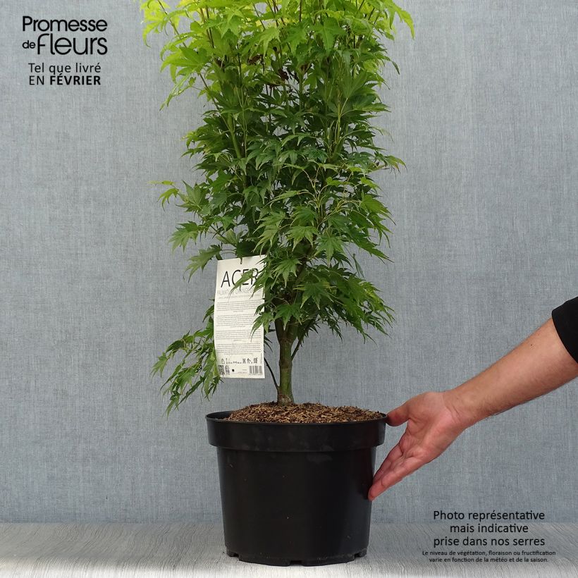Spécimen de Acer palmatum Orange Dream Pot de 7,5L/10L tel que livré en automne