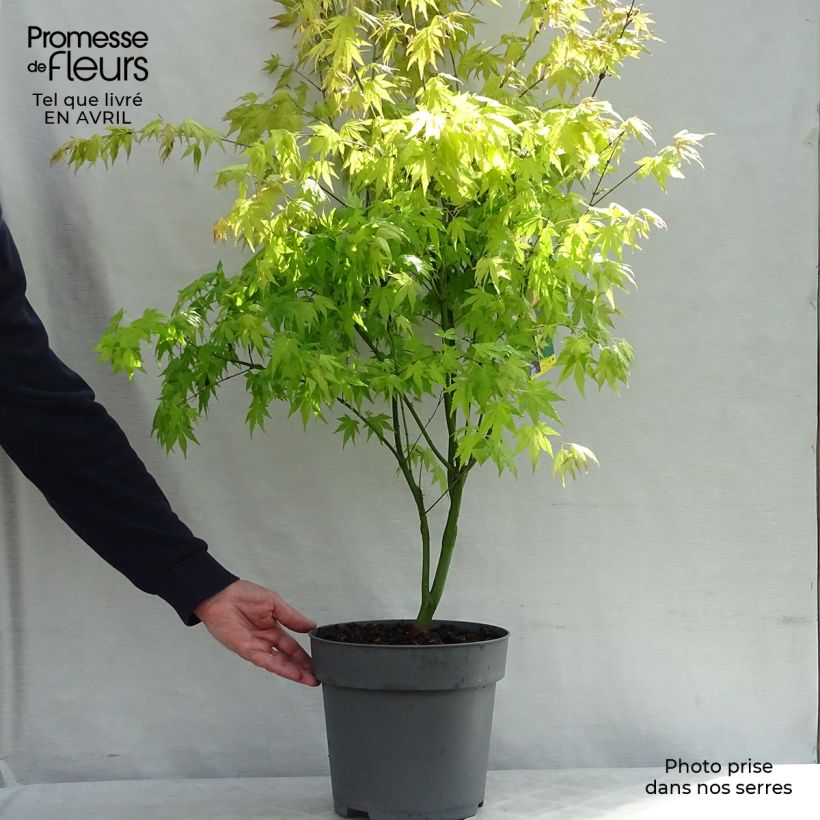 Spécimen de Acer palmatum Orange Dream en pot de 10L. tel que livré au printemps