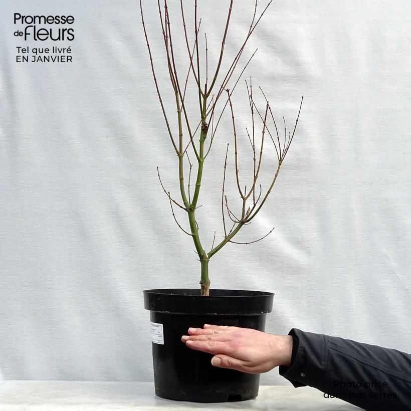 Spécimen de Acer palmatum Orange Dream tel que livré en hiver