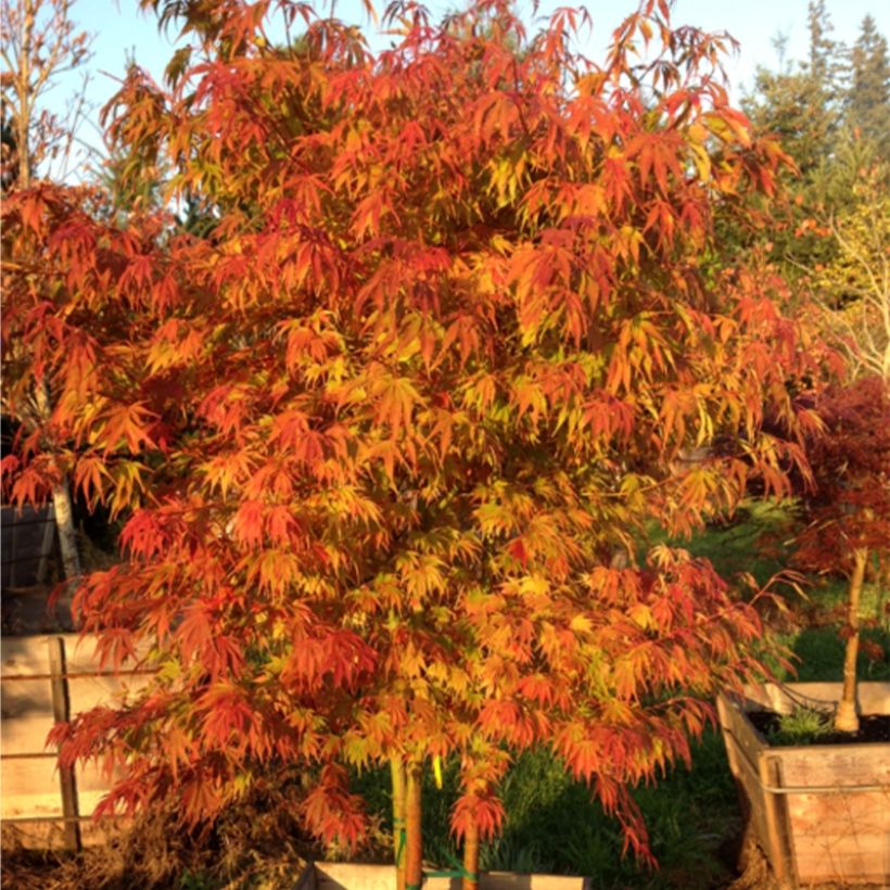 Érable du Japon - Acer palmatum Orange Flame (Port)