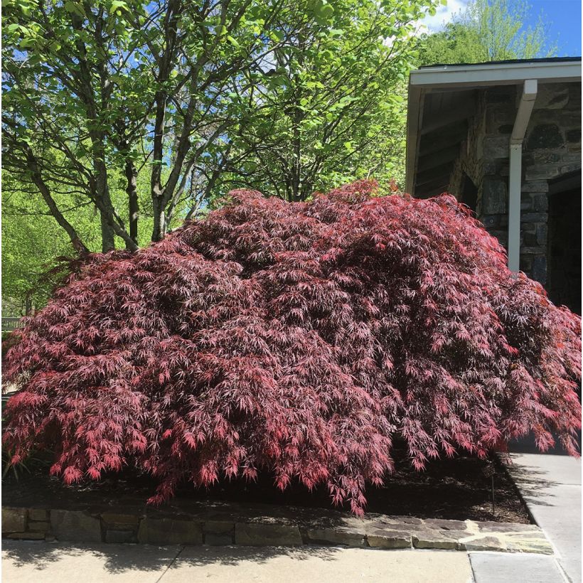 Érable du Japon - Acer palmatum Peve Dave (Port)