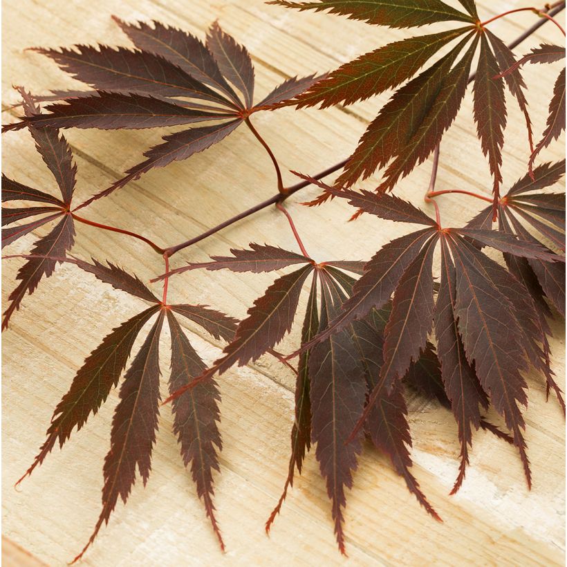 Érable du Japon - Acer palmatum Peve Dave (Feuillage)