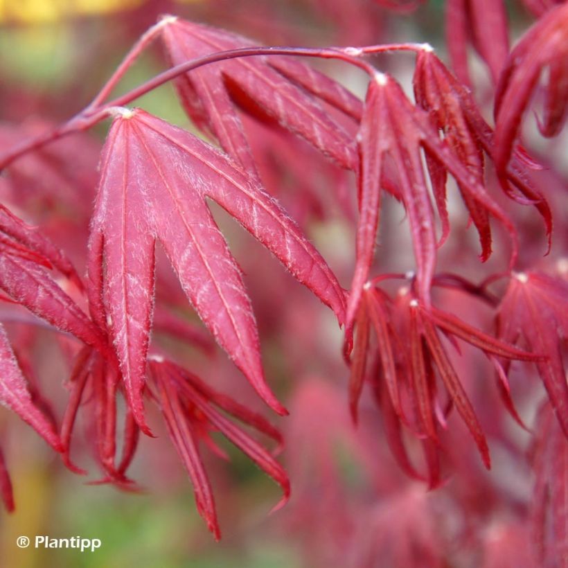 Érable du Japon - Acer palmatum Peve Starfish (Feuillage)