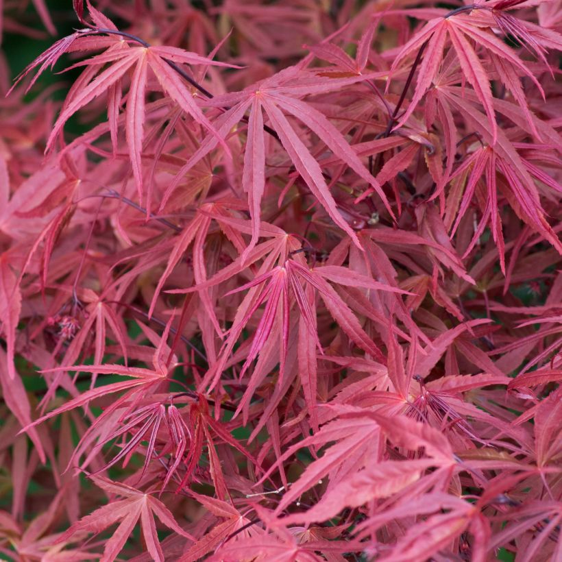 Erable du Japon - Acer palmatum Red Pygmy (Feuillage)