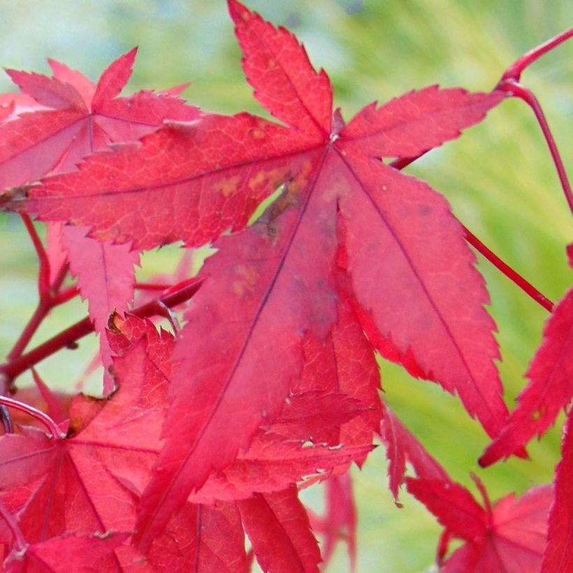 Érable du Japon - Acer palmatum Redwine (Feuillage)