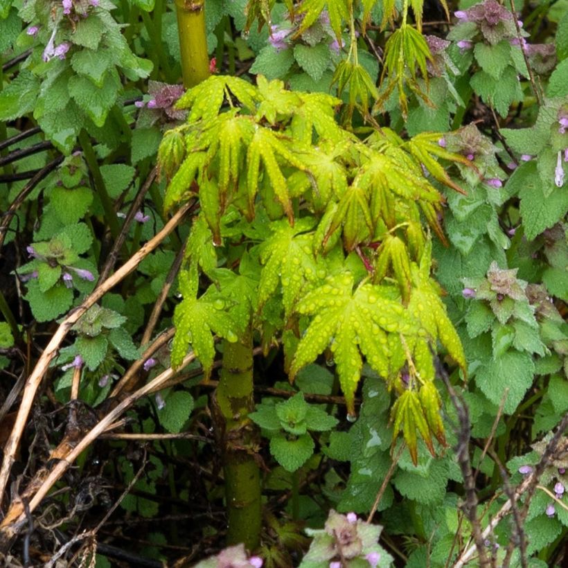 Érable du Japon - Acer palmatum Ryusen (Feuillage)