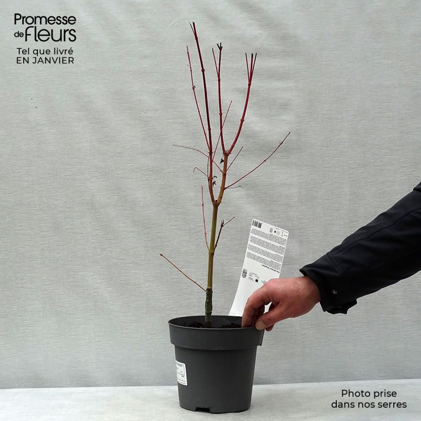 Spécimen de Erable du Japon - Acer palmatum Sangokaku (Senkaki) tel que livré en hiver