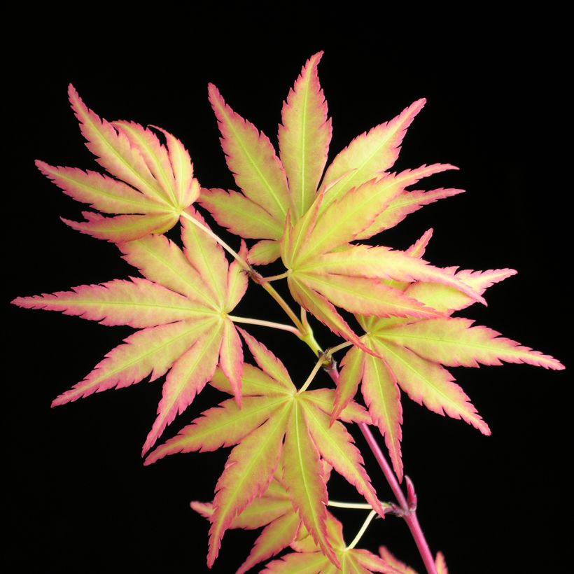 Erable du Japon - Acer palmatum Sangokaku (Senkaki) (Feuillage)