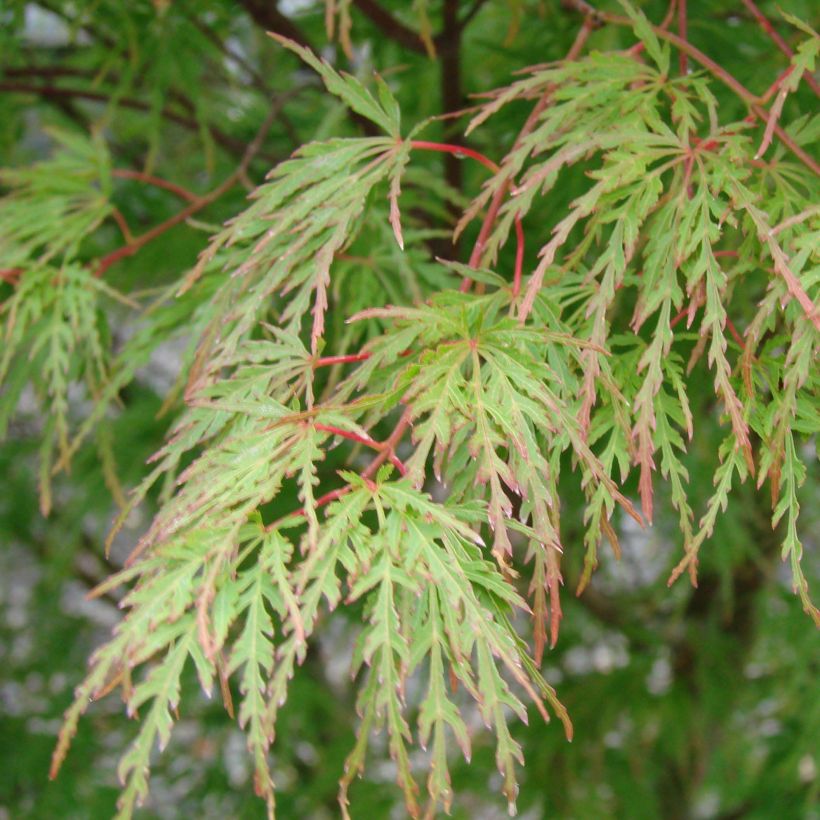 Érable du Japon - Acer palmatum Seiryu (Feuillage)