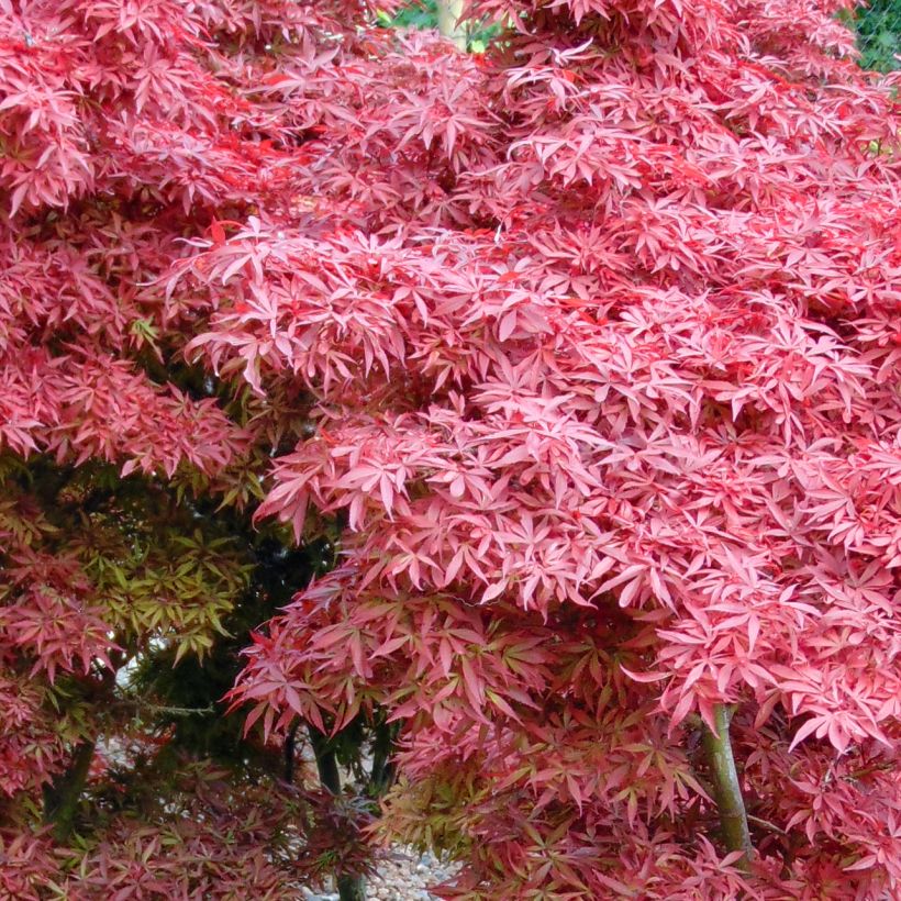 Erable du Japon - Acer palmatum Shaina (Feuillage)