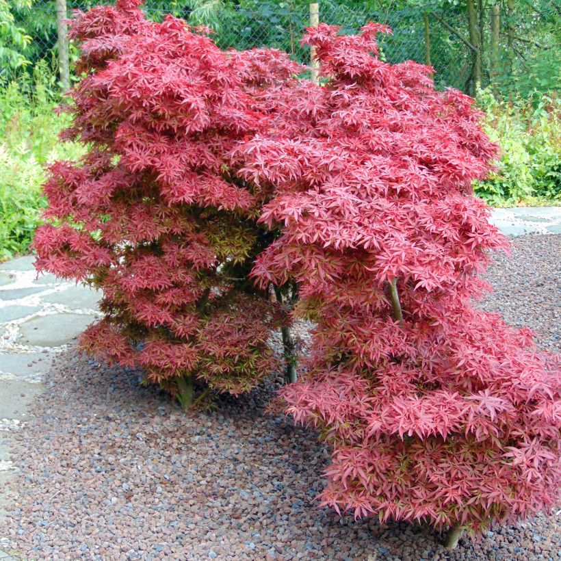 Erable du Japon - Acer palmatum Shaina (Port)