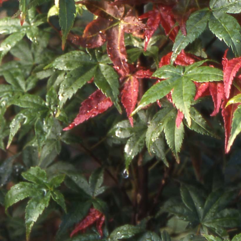 Érable du Japon - Acer palmatum Shindeshojo (Feuillage)