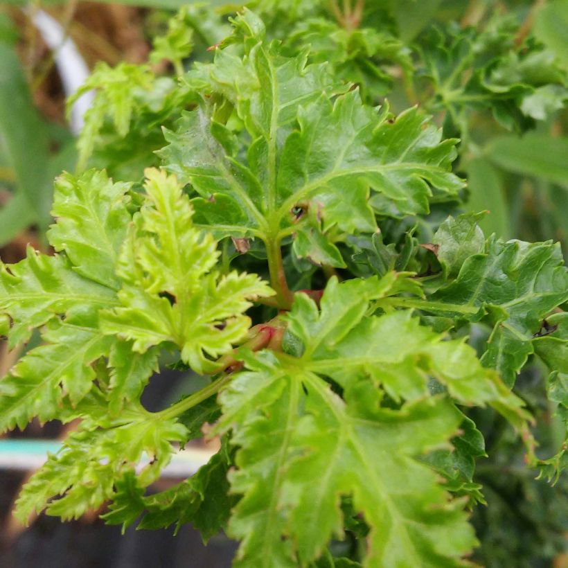 Érable du Japon - Acer palmatum Shishigashira (Feuillage)