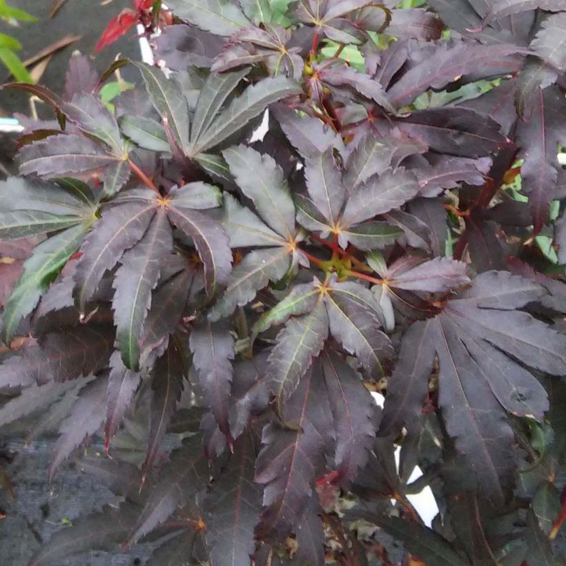 Erable du Japon - Acer palmatum Skeeter's Broom (Feuillage)