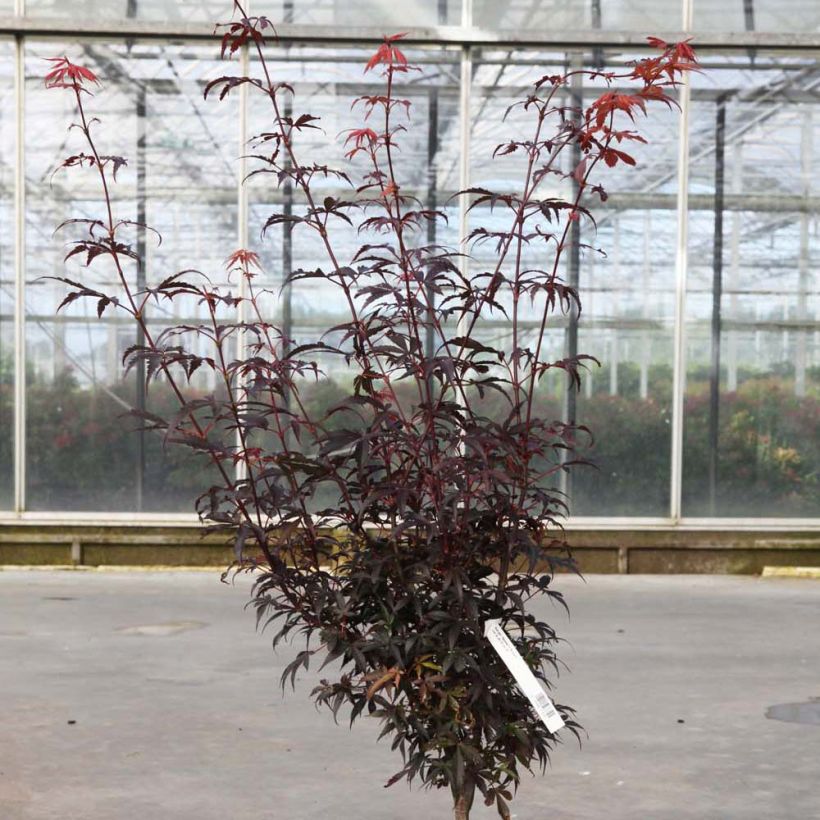 Erable du Japon - Acer palmatum Skeeter's Broom (Port)