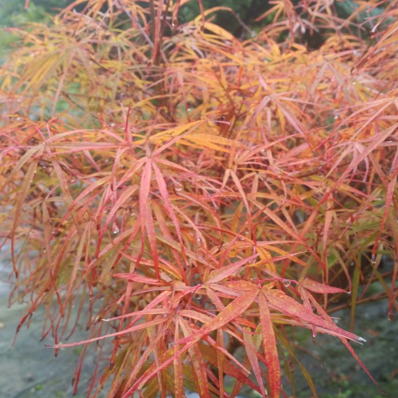 Erable du Japon - Acer palmatum Villa taranto (Feuillage)
