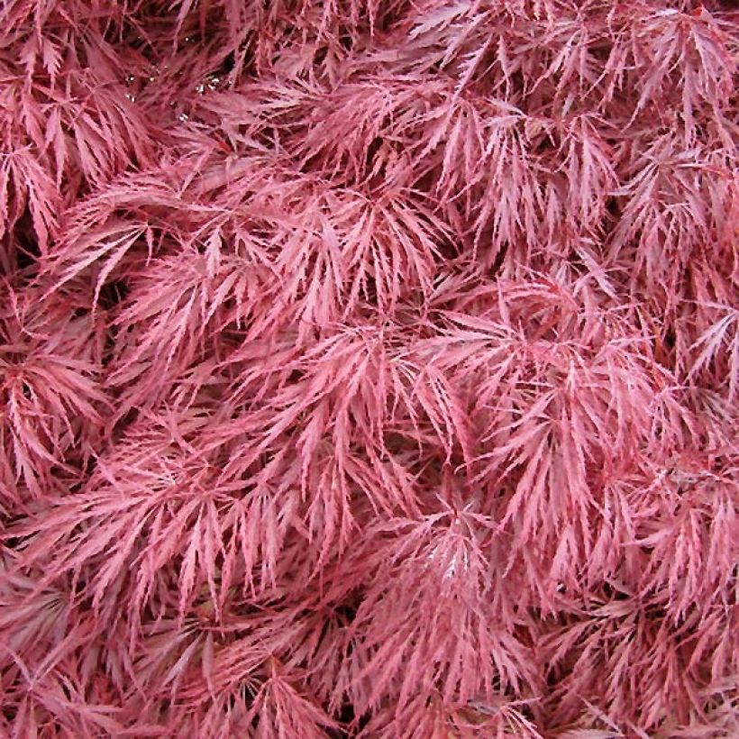 Acer palmatum Dissectum Atropurpureum - Érable du Japon (Feuillage)