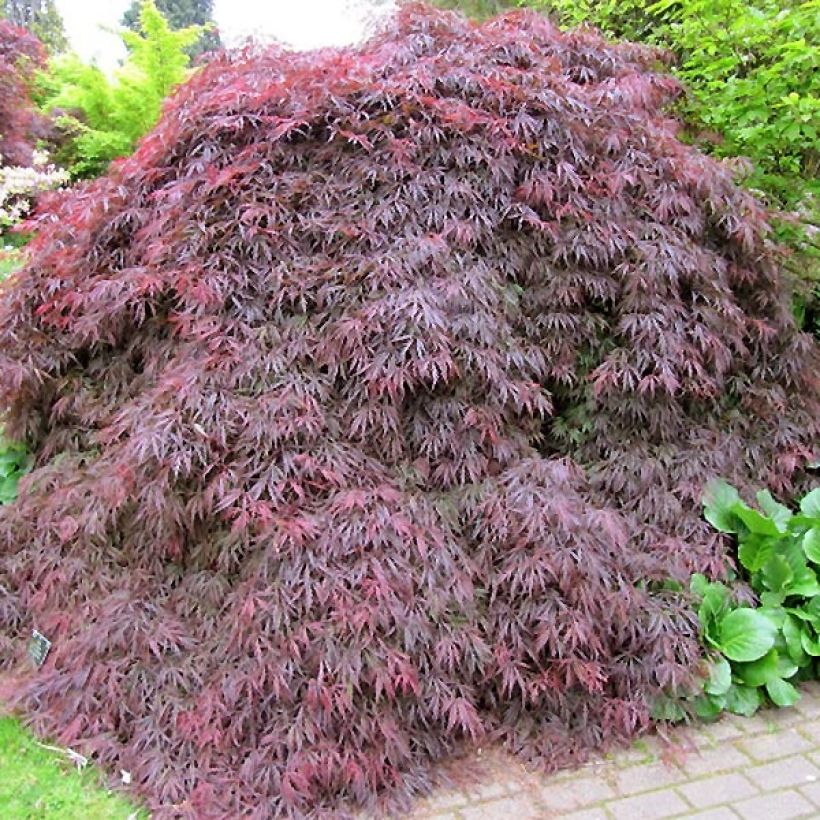 Acer palmatum Dissectum Atropurpureum - Érable du Japon (Port)