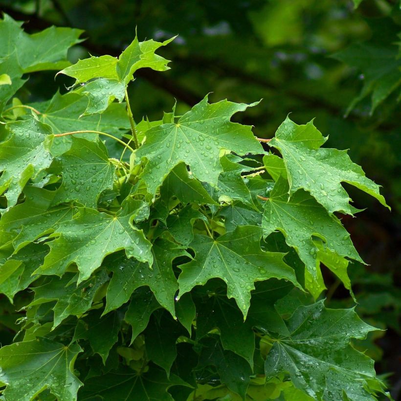 Acer platanoides - Érable plane (Feuillage)