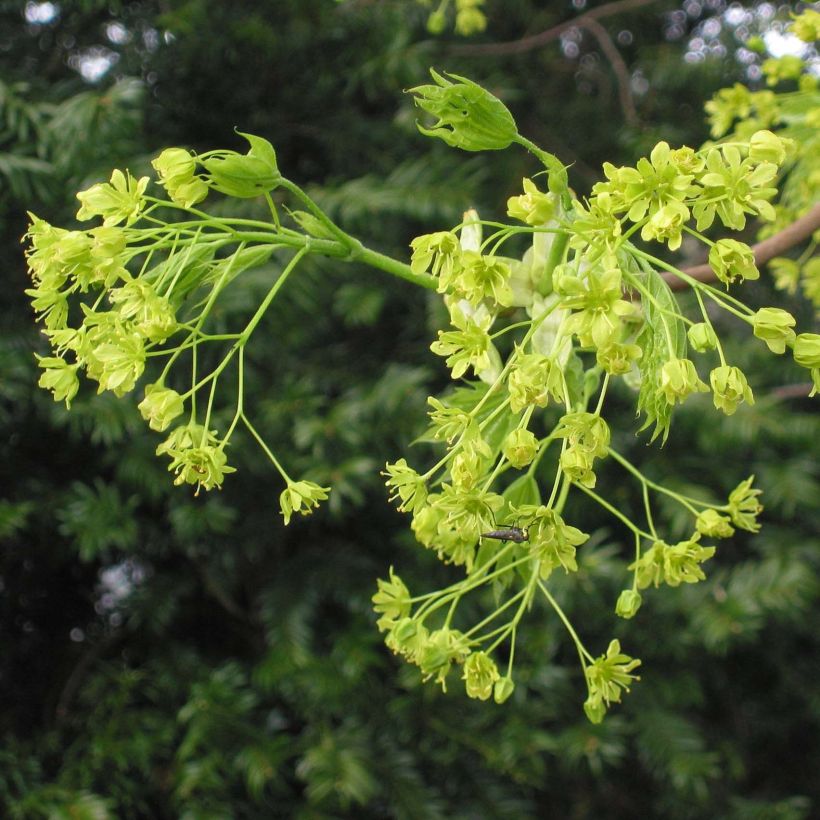 Acer platanoides - Érable plane (Floraison)