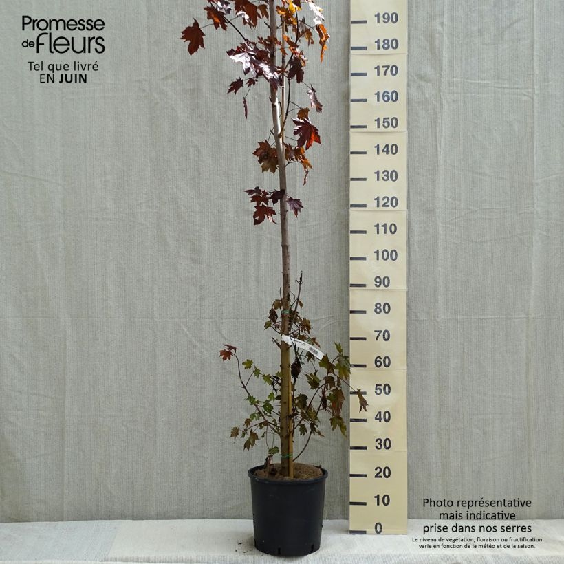 Spécimen de Acer platanoides Crimson Sentry - Érable plane en pot de 12L/15L tel que livré au printemps
