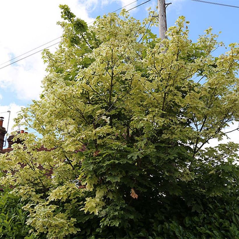 Erable plane - Acer platanoides Drummondii (Port)