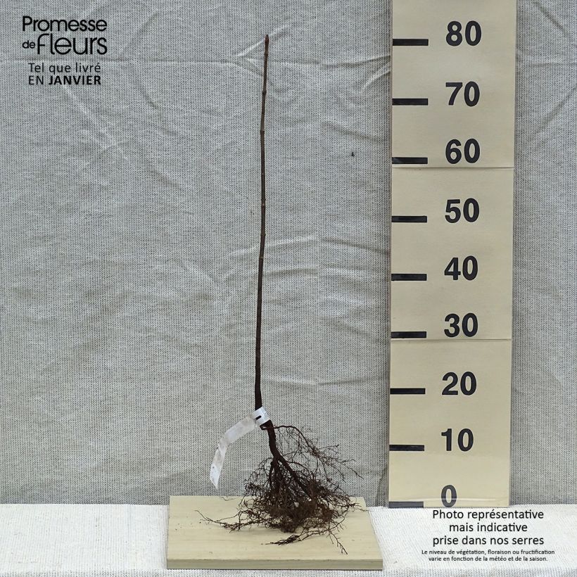 Spécimen de Acer platanoides - Érable plane en racines nues hauteur 60/90cm tel que livré en hiver