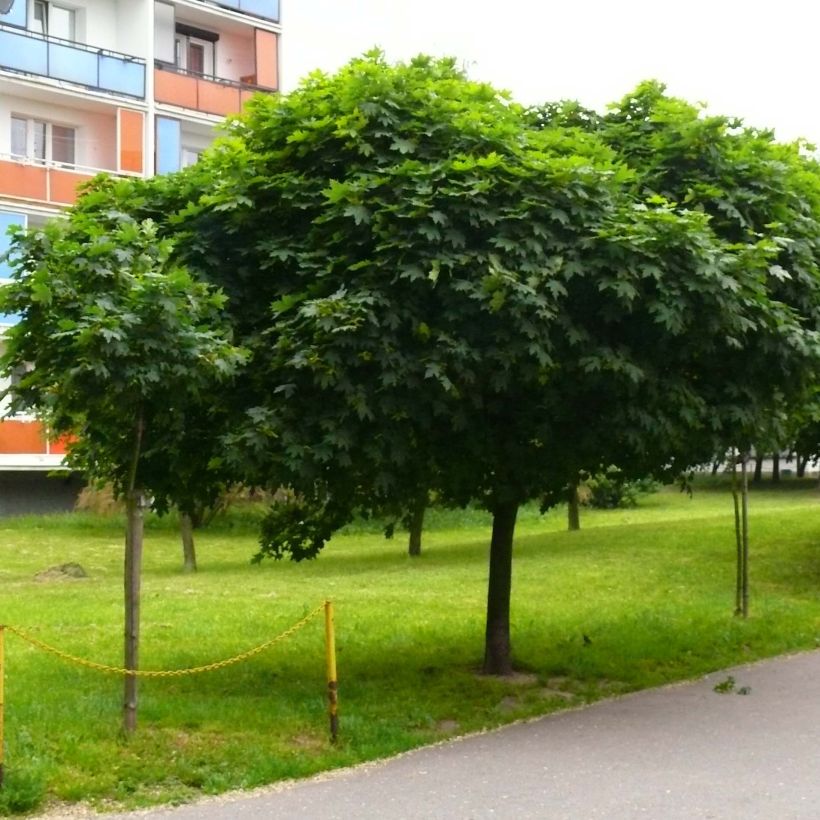 Erable boule - Acer platanoides Globosum (Port)