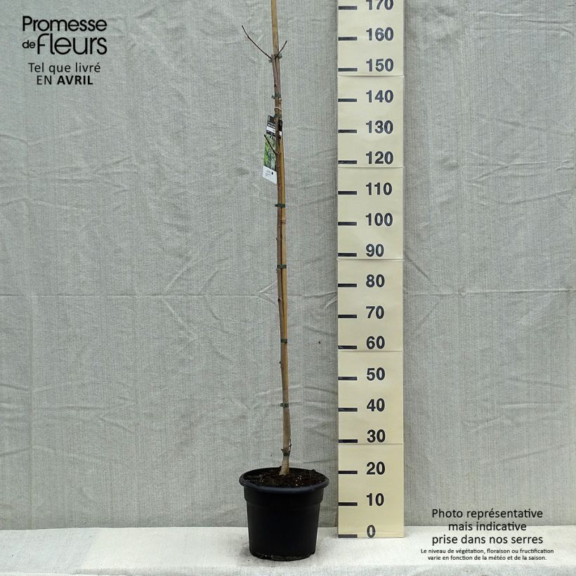 Spécimen de Acer platanoides - Érable plane tel que livré au printemps