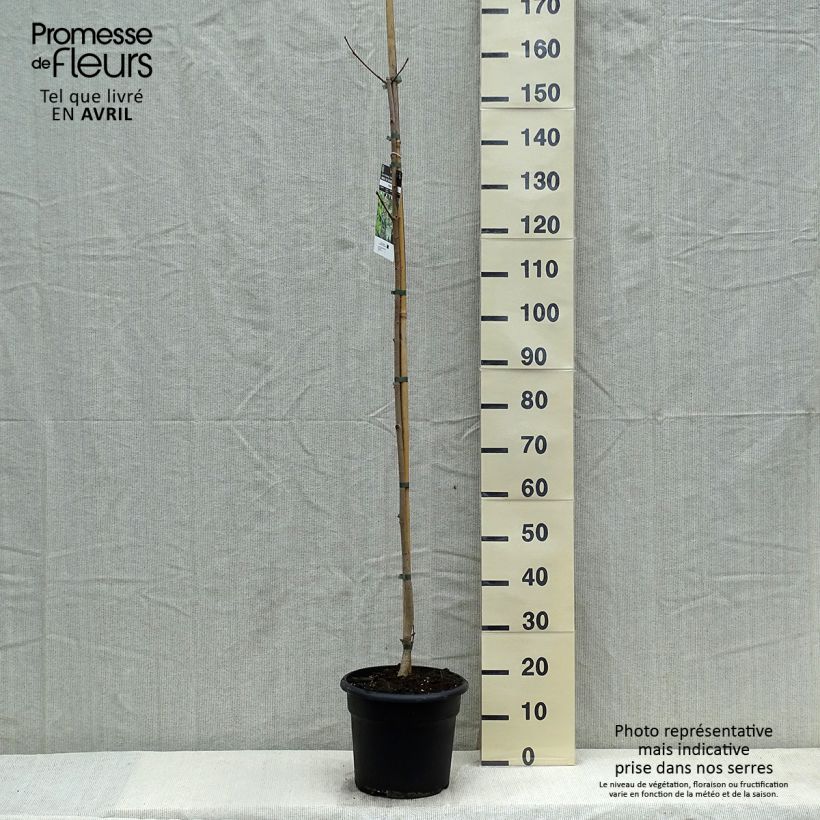 Spécimen de Acer platanoides - Érable plane en pot de 7.5L/10L tel que livré au printemps