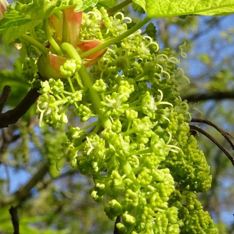 Érable sycomore Leopoldii - Acer pseudoplatanus (Floraison)