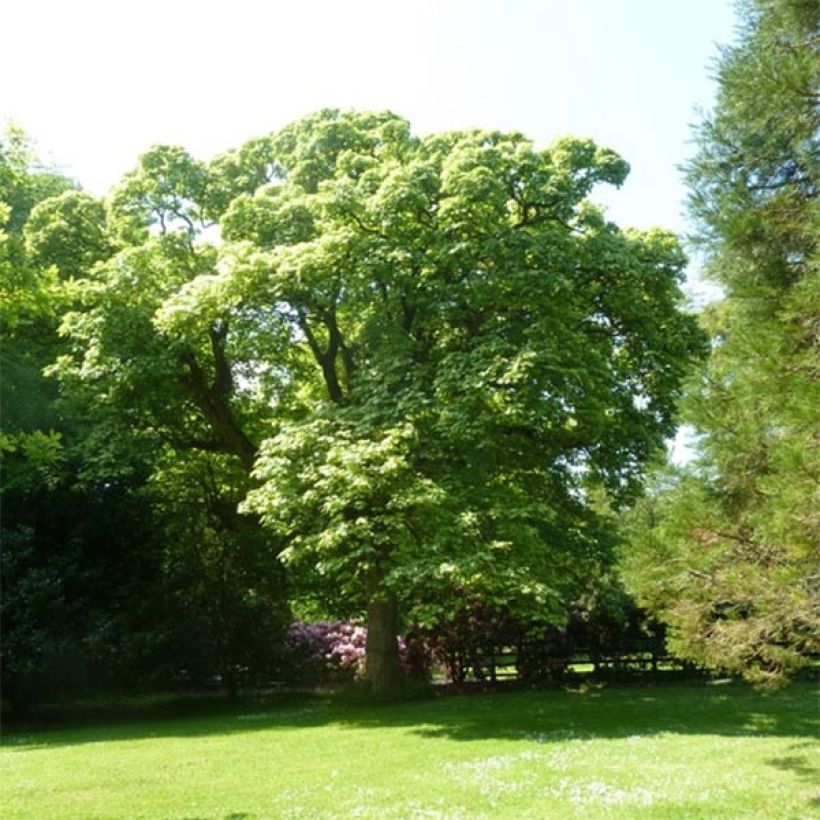 Érable sycomore Leopoldii - Acer pseudoplatanus (Port)