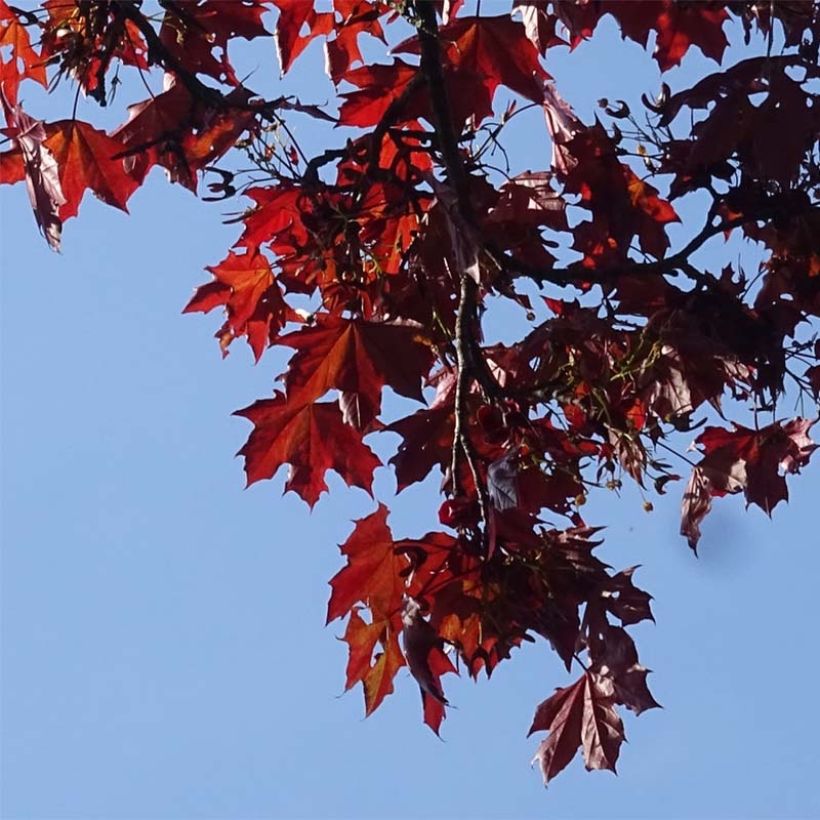 Acer platanoides Royal Red - Érable plane (Feuillage)