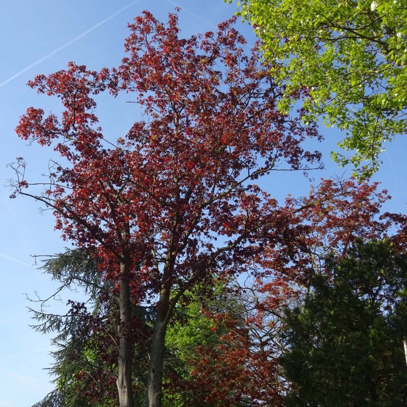 Acer platanoides Royal Red - Érable plane (Port)