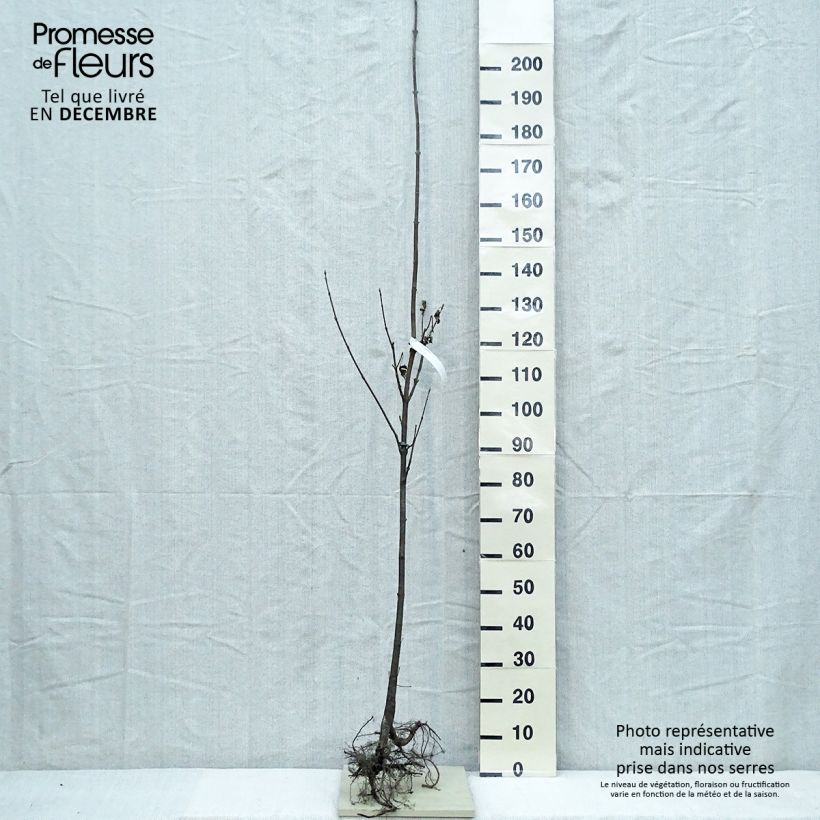 Spécimen de Érable sycomore - Acer pseudoplatanus tel que livré en hiver